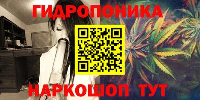 шишки Аргун